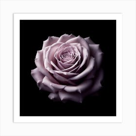 Lavender Rose On Black Background Art Print