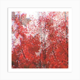 Maple (SQUARE) Art Print