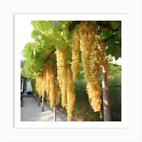 White Grapes Hanging From A Vine Art Print