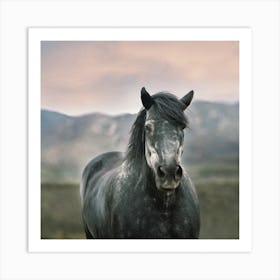 Grey Wild Horse Art Print