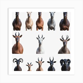 Goats Art Print