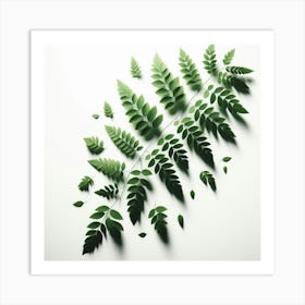 Fern Leaves Art Print