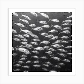 School Of Fish 1 Art Print