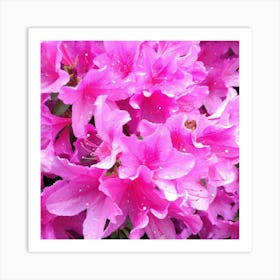 Pink Azaleas 36 Art Print