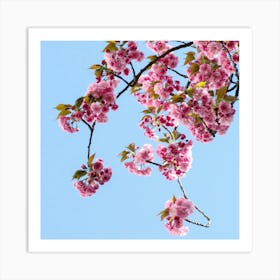 Cherry Blossoms 1 Art Print