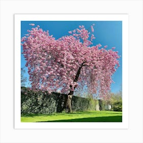 Blossoming Cherry Tree Art Print