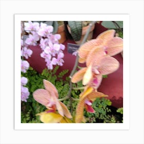 Orchids 21 Art Print