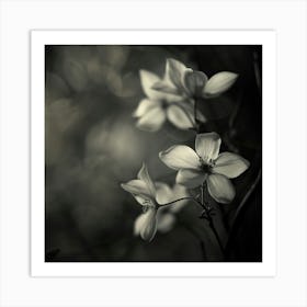 Lilys In Black And White Art Print