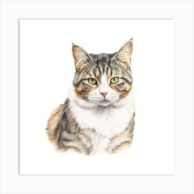 American Wirehair Longhair Cat Portrait 1 Art Print