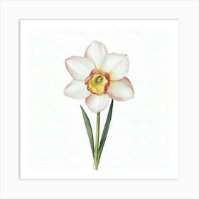 Daffodil 2 Art Print