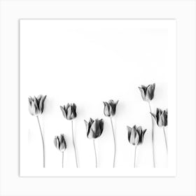 Black And White Tulips Art Print