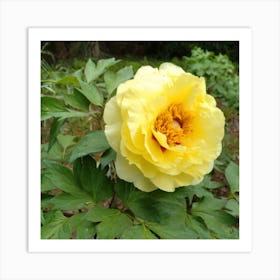 Yellow Peony in Japan Art Print