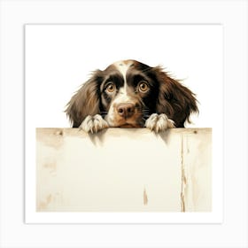 Spaniel Boykin 3 Art Print