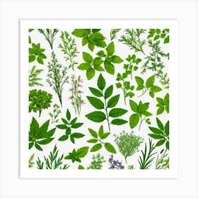 Herbs On White Background Art Print