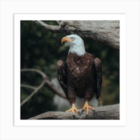 Bald Eagle Art Print