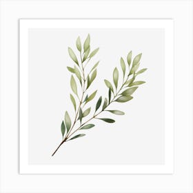 Eucalyptus 4 Art Print