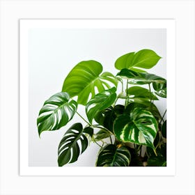 Golden Pothos Plant And White Background(3) Art Print