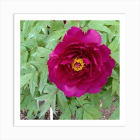 Peony in Japan 1 Art Print