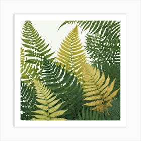 Ferns 24 Art Print