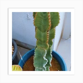 Cactus 8 Art Print