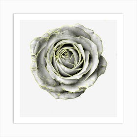 Rose Black And White Pretty Flower Art Print