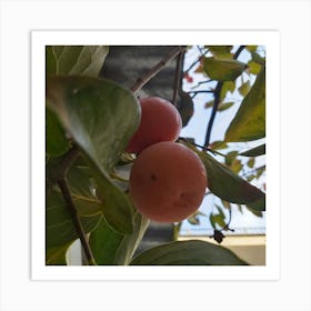 Two Plums On A Tree Art Print