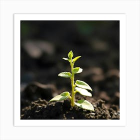 Small Plant Sprouting In The Dirt Art Print