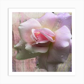 Pink Rose With Water Droplets Art Print