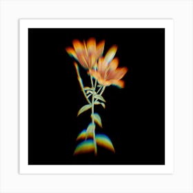 Prism Shift Orange Bulbous Lily Botanical Illustration on Black n.0156 Art Print