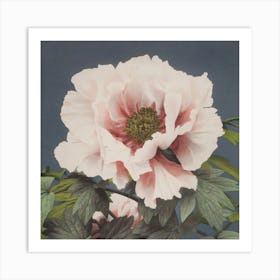 Peony Art Print