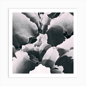 Blooming In Black And White Art Print