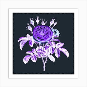 Purple Rose Art Print