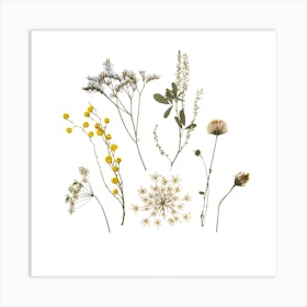 Wildflowers Art Print