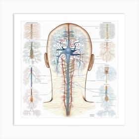 Anatomy Of The Human Head And Neck 1 Art Print