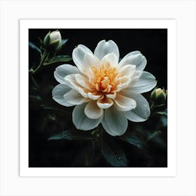 White Dahlia Flower 4 Art Print