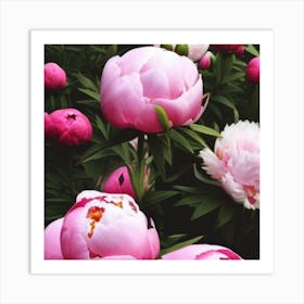 Pink Peonies Art Print