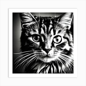 Black And White Cat 19 Art Print