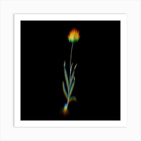 Prism Shift Orange Ixia Botanical Illustration on Black Art Print