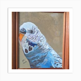 Tommy the budgie  Art Print