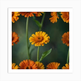 Orange Calendula Flowers Art Print