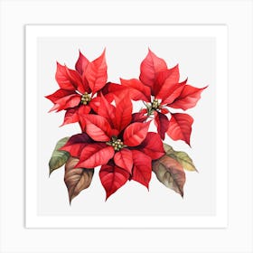 Poinsettia 30 Art Print