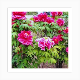 Peonies In Bloom Art Print