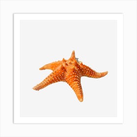 Starfish Art Print