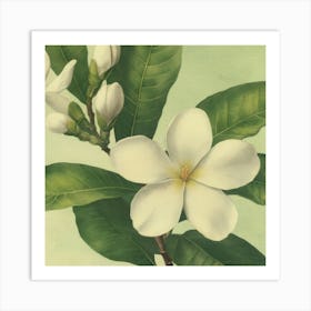 White Magnolia Art Print