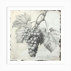 Grapes On The Vine 1 Art Print