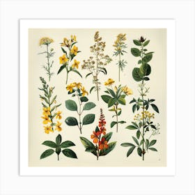 Botanical Illustration Art Print