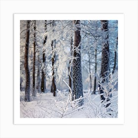 Winter Forest Photo Art Print