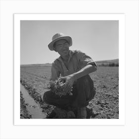 Untitled Photo, Possibly Related To Malheur County, Oregon, Japanese Americans Transplanting Celery By Art Print