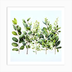 Eucalyptus beuty Art Print