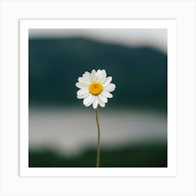 Daisy In The Field Art Print